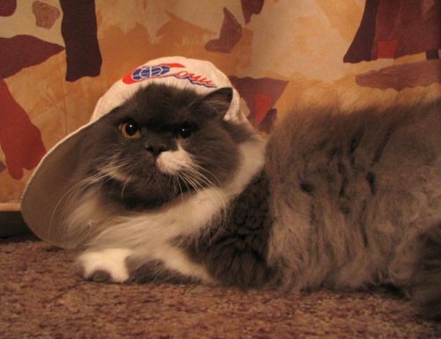 Коты из сети