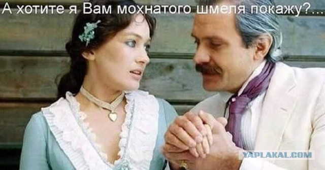 Мохнатый шмель