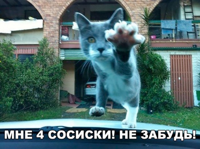 Коты и Кошки