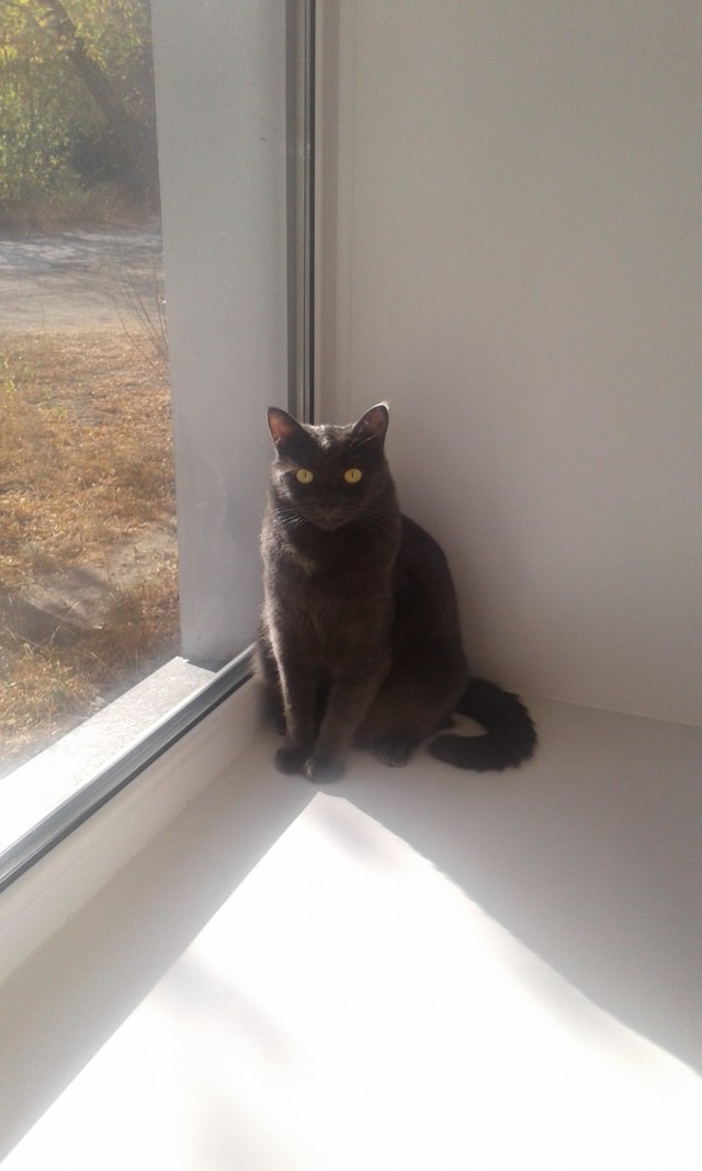 Коты и Кошки