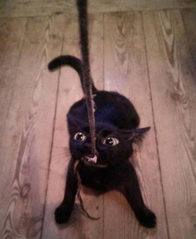 Коты и Кошки