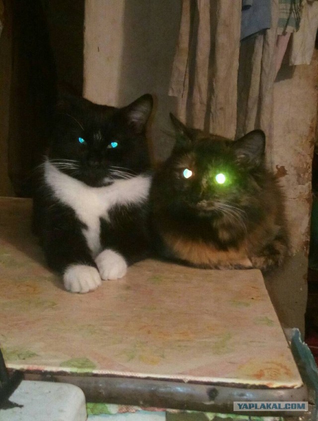 Котовторник!