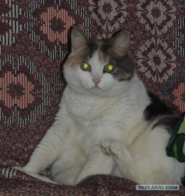 Своя родная кошка