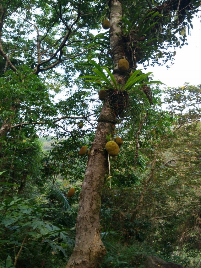 К живым мостам и обратно. Заметки из Индии