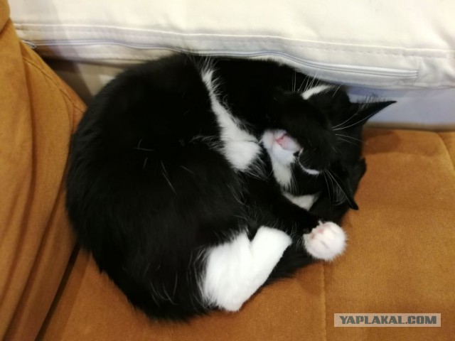 Котовторник 05.06.2018