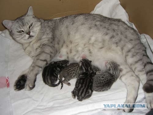 Котовторник на ЯПлакал!
