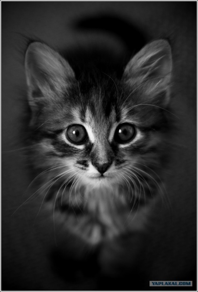 Котовторник на ЯПлакалъ 08.07.2008