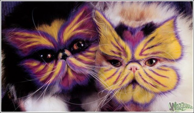 Гламурные кошки (30 фото)
