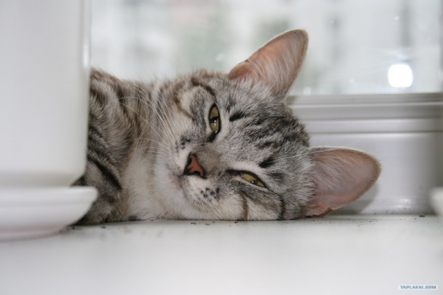 А как же котовторник?