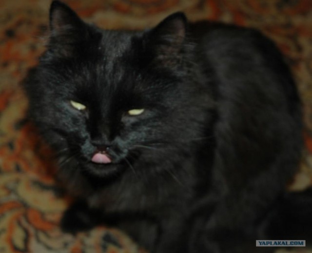 Котовторник: начало