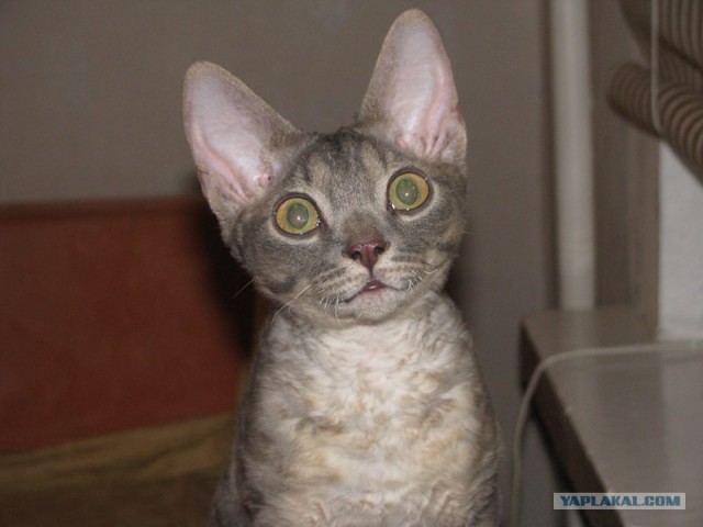 Котовторник 4.01.2011 - первый котовторник года