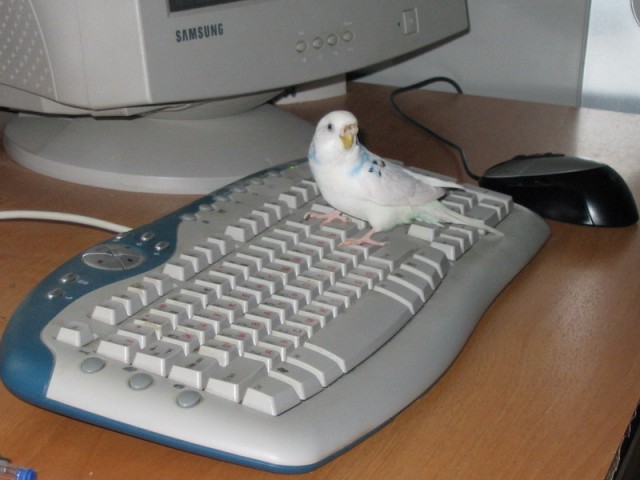 Любимая игрушка