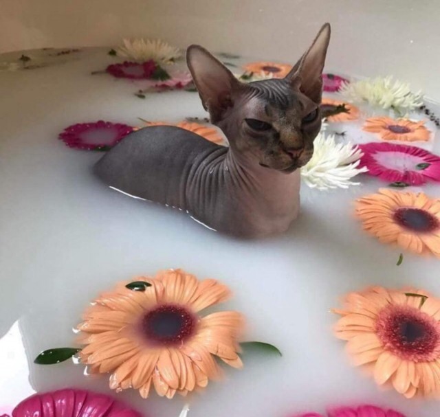 Прикольных котов пост
