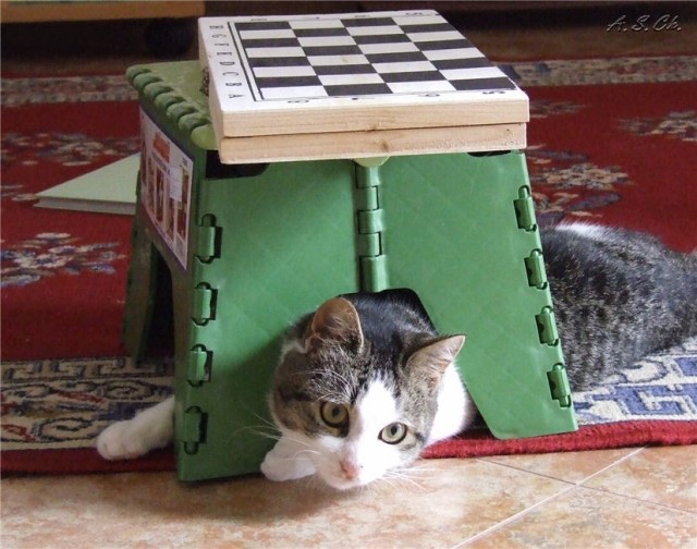Котовторник