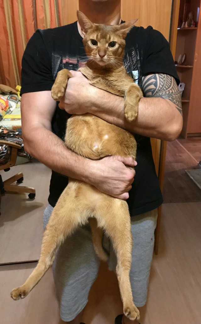 Котовторник (20.11.18)