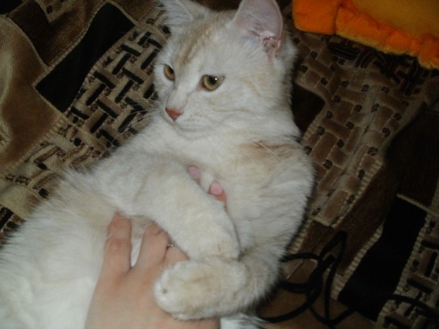 Котовторник 1.11.11