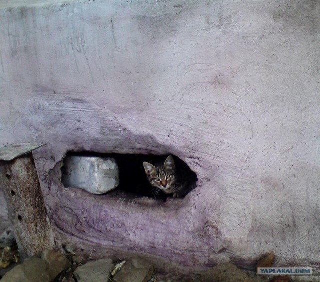 Котовторник (24. 01. 2012 )