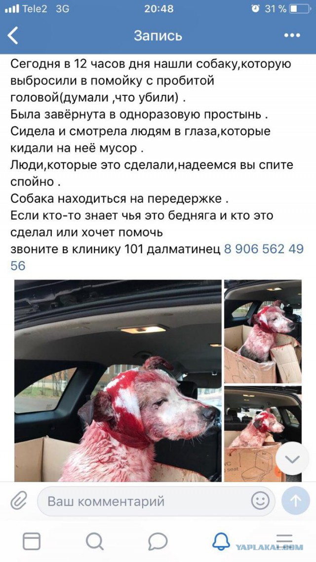 Мой собака Лаки
