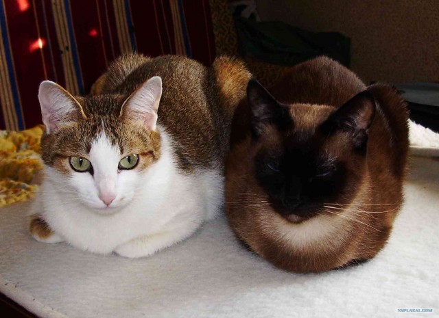 КОТОВТОРНИК (6.03.2012)