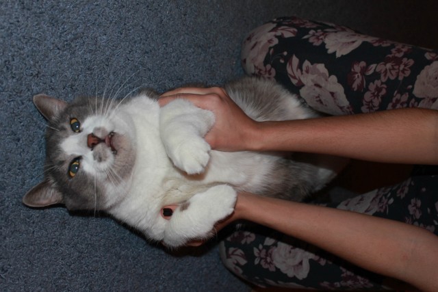 Котовторник! 13.03.2012