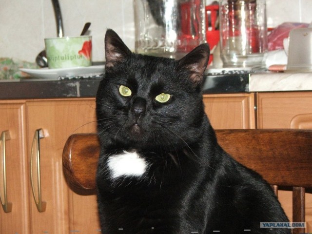 Котовторник 10.04.2012