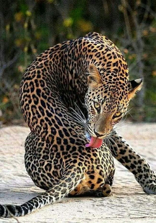 Живность из сети