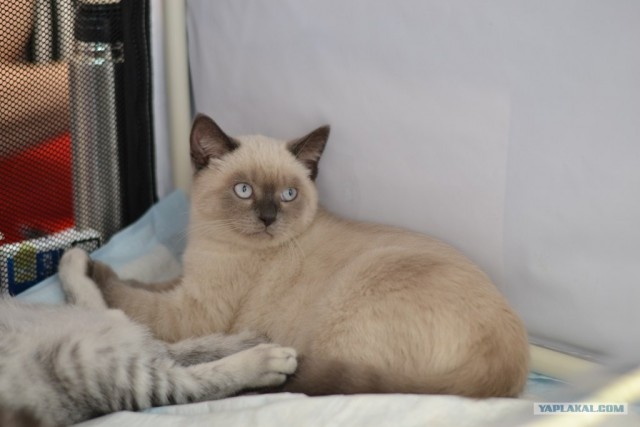 Котовторник   5.06.2012