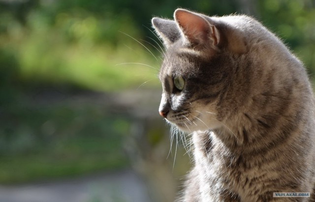 Котовторник  4.09.12