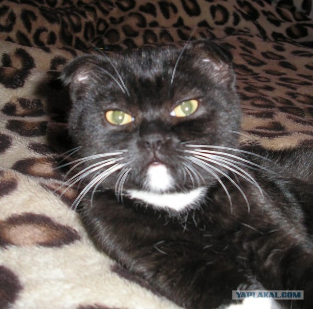 Котовторник 19.02.2013