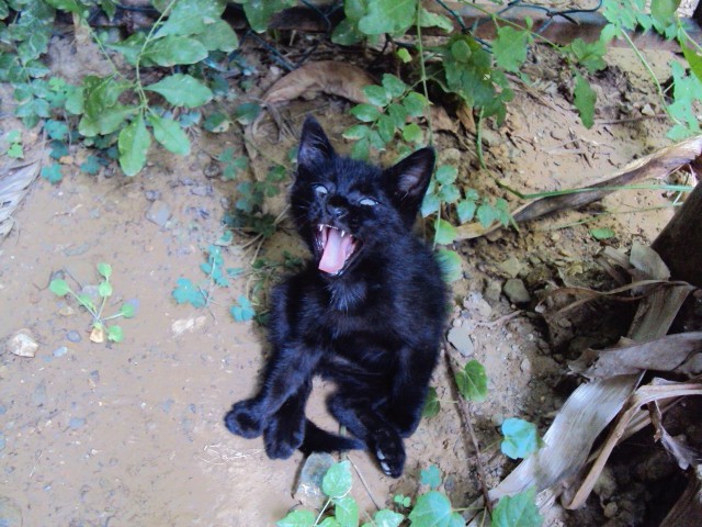 Котовторник! начнем? 04.06.19