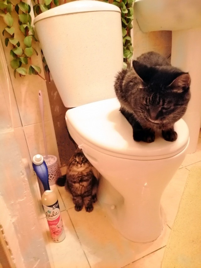 Картинки с надписями с котами и про котов