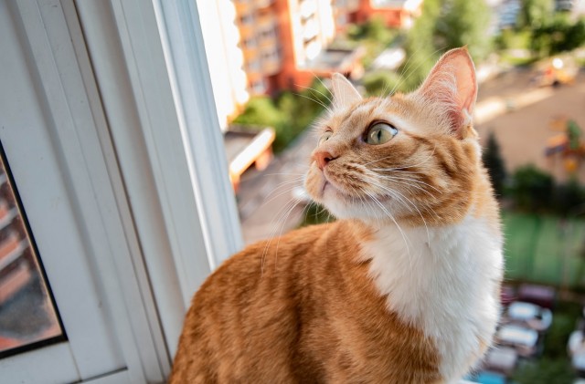 Котовторник от генерала мяу