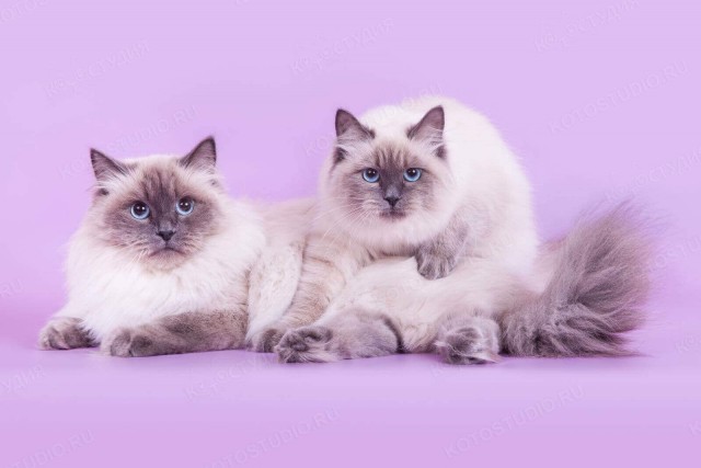 Забавные картинки с котами из сети