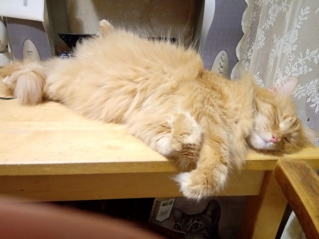 Коты, которые спят где попало и как попало
