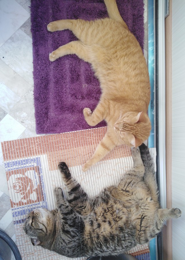 Коты, которые спят где попало и как попало