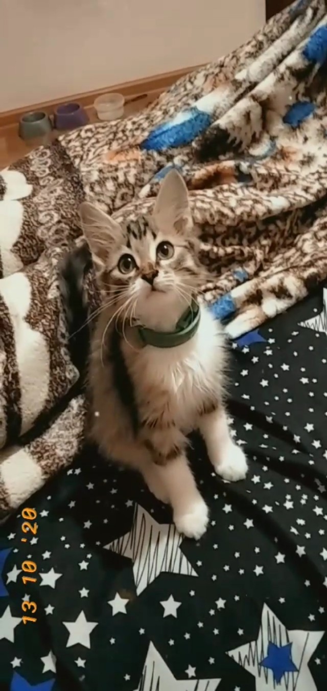 Эти забавные животные