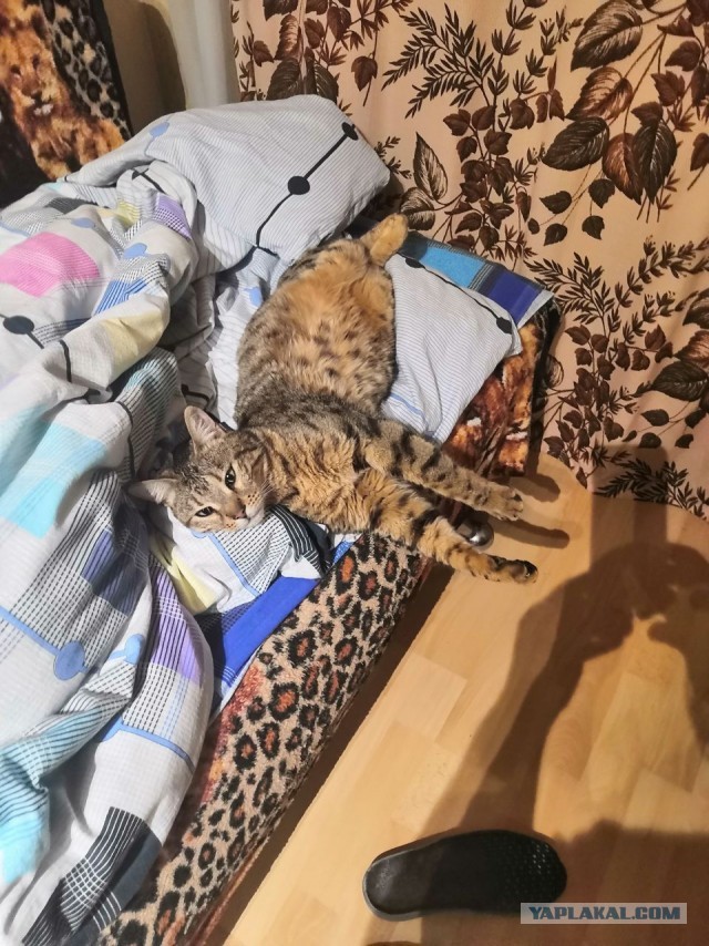 Котовторник 17.11.20