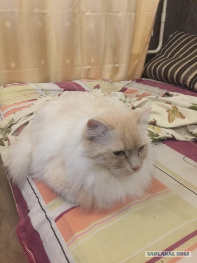 Житие одного кота. В фотографиях. Вторник же...