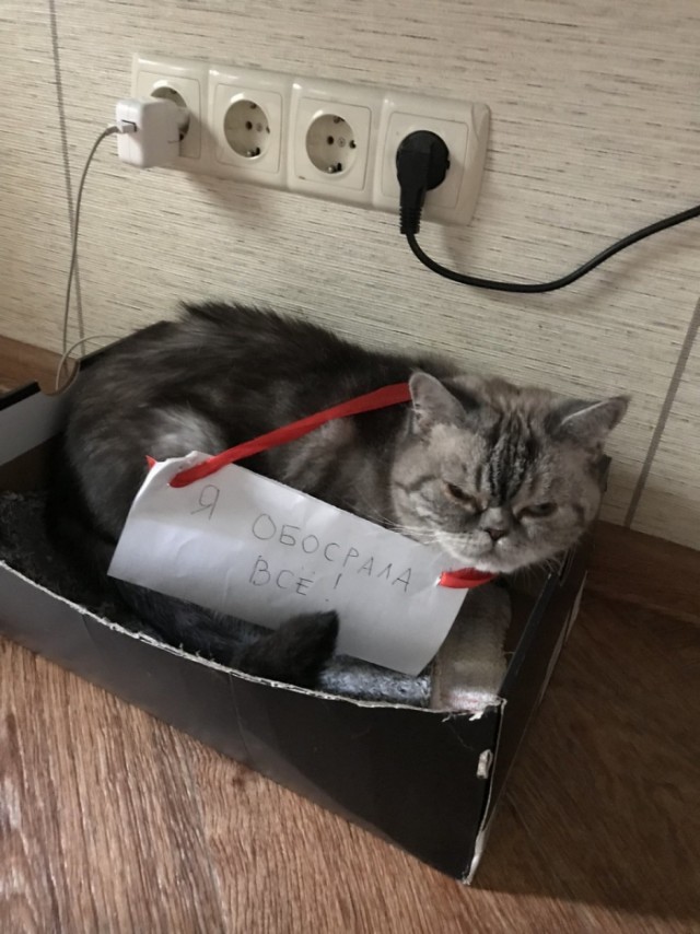 Подборка забавной живности