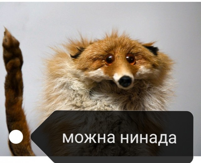 Лисички, картинки