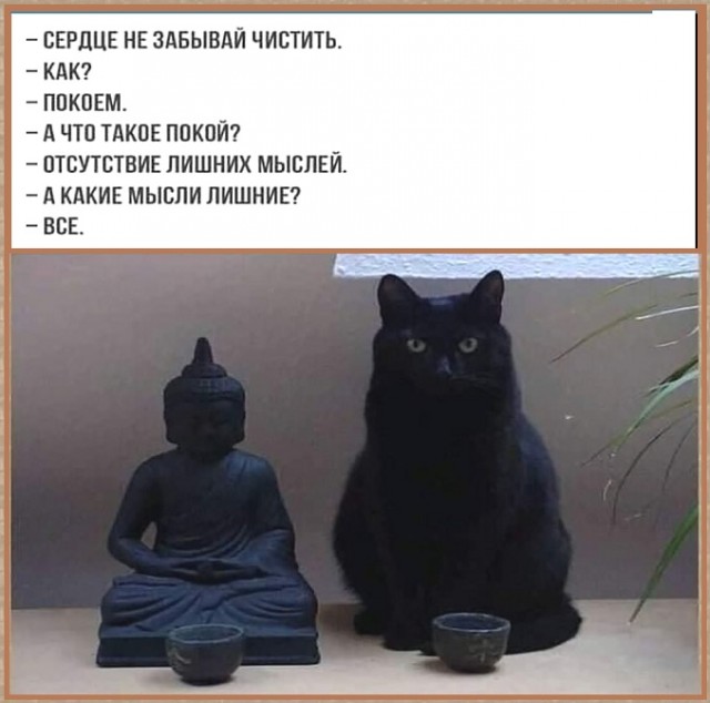 Картинки с надписями и котами