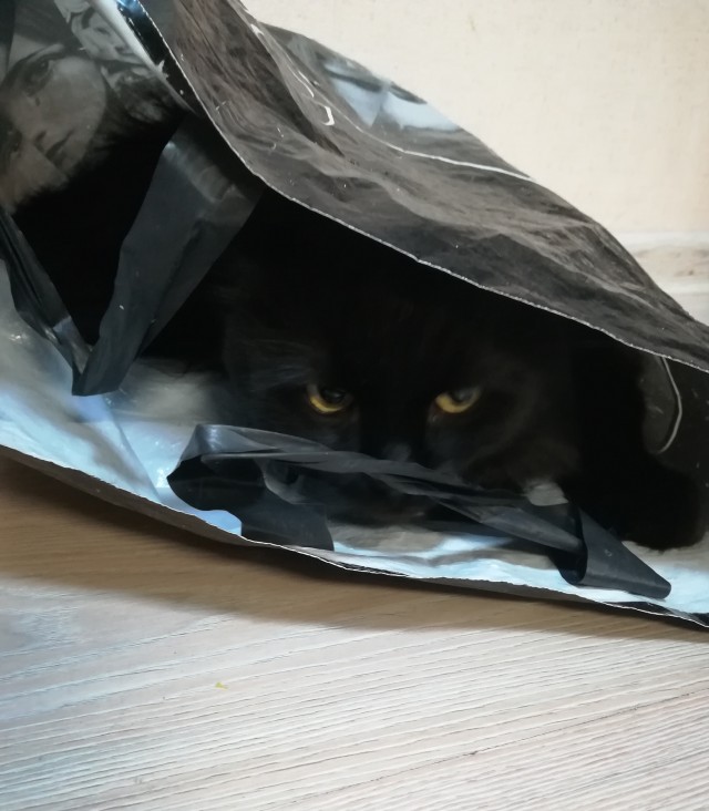 Коты-ниндзя, которые в совершенстве освоили древнее боевое искусство ниндзюцу