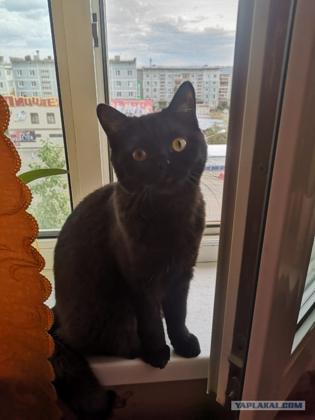Котовторник. Поговорим о кличках, друзья