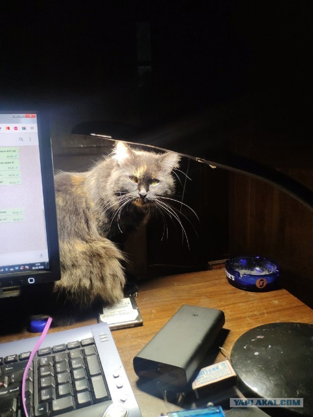 Жизнь домашнего приюта "Котоленд" 297