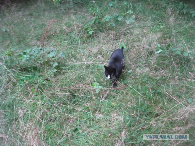 Жизнь домашнего приюта для котеек 357