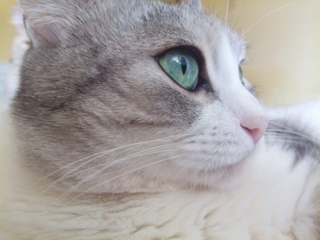 Котовторник 14.09.2021