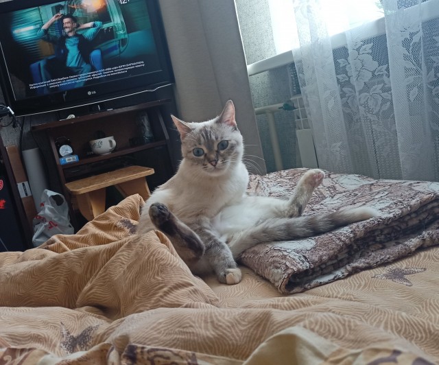 Котовторник - по расписанию!
