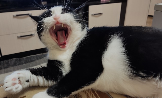 Котовторник