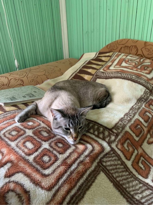Коты. Филя, Пуся, Вася
