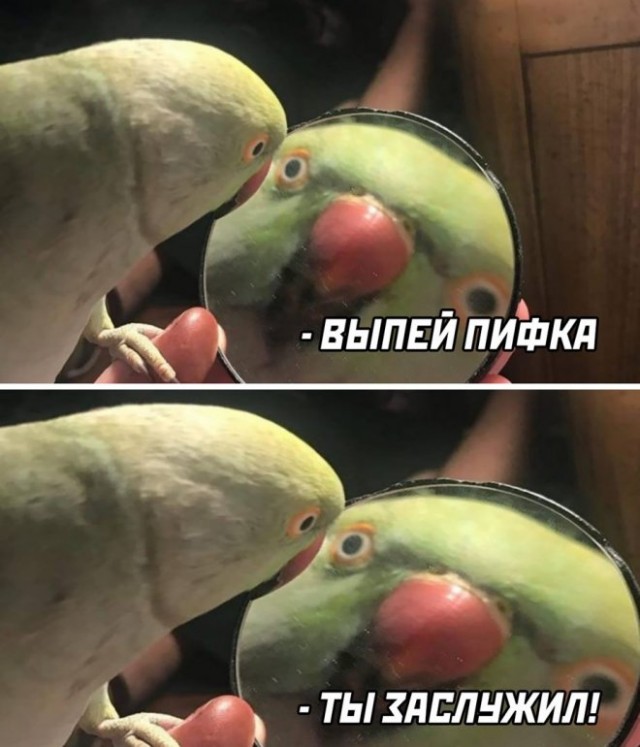 Картинки и мемы для настроения 31.03.2022